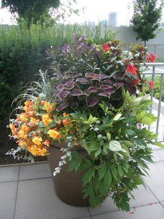 Tips for Making an Attractive & Healthy Container Garden