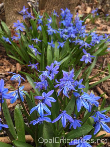 flowers in home garden in Naperville